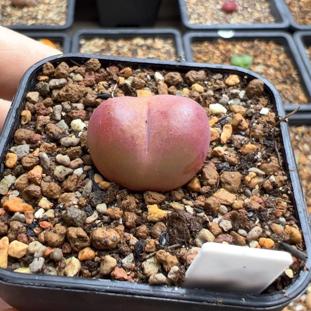 29-067   吕氏一棵