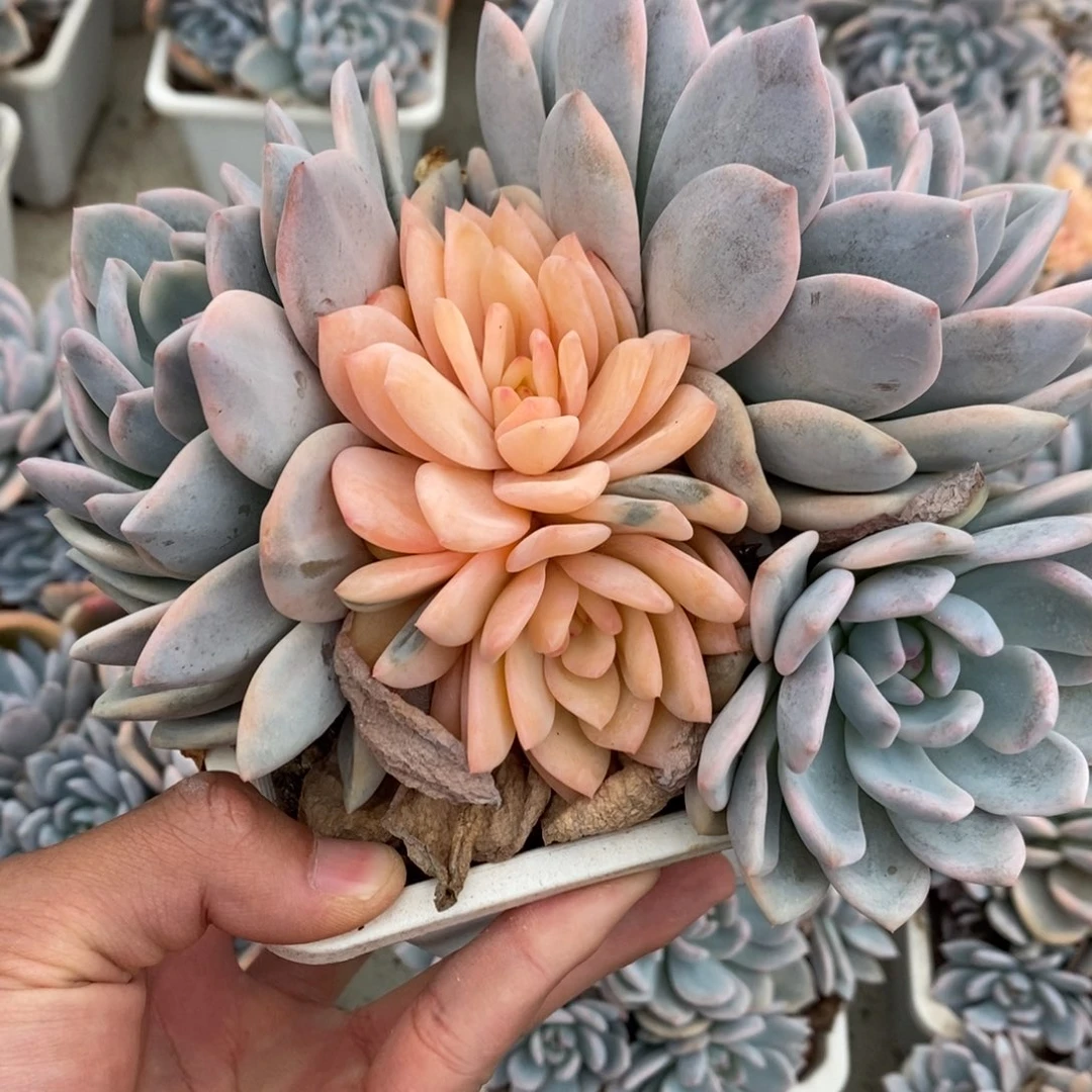 橙子多肉植物9064