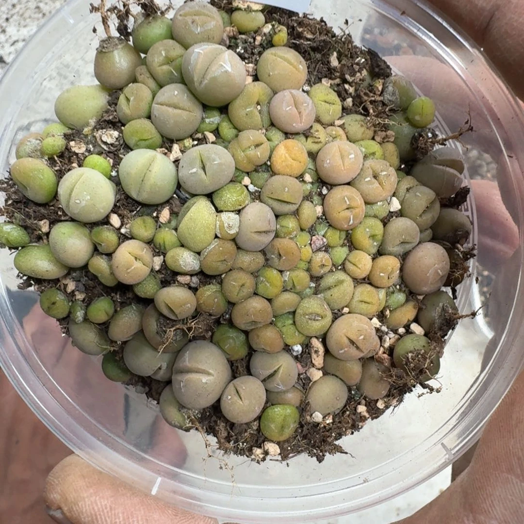 434。绿春桃一大盒