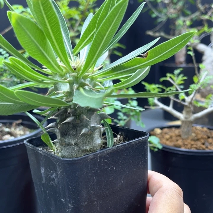 西巴女王一物一拍