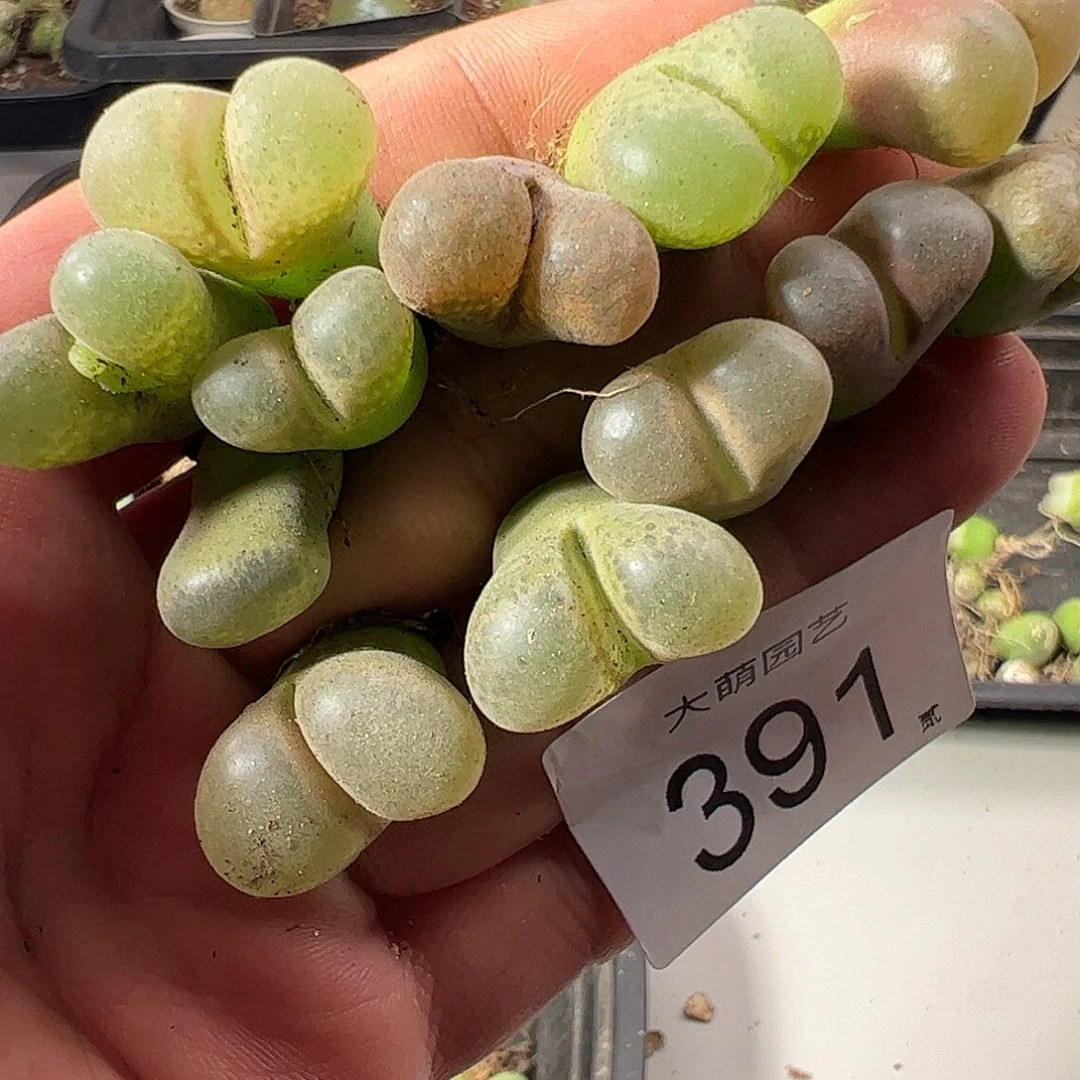 一物一拍。      391