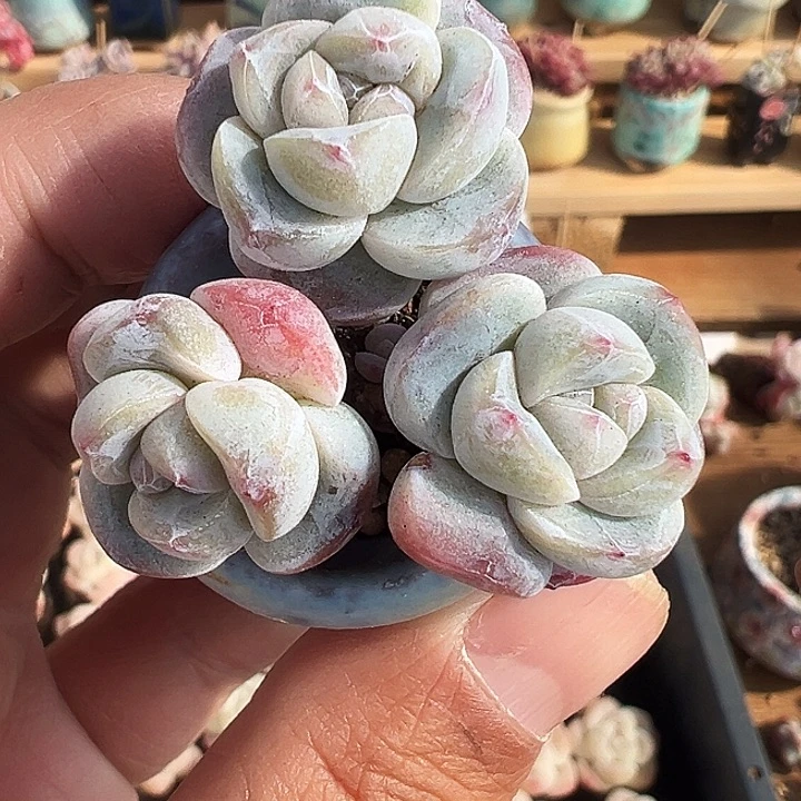 哈*✨珍妮心冰玉三头长腿1423