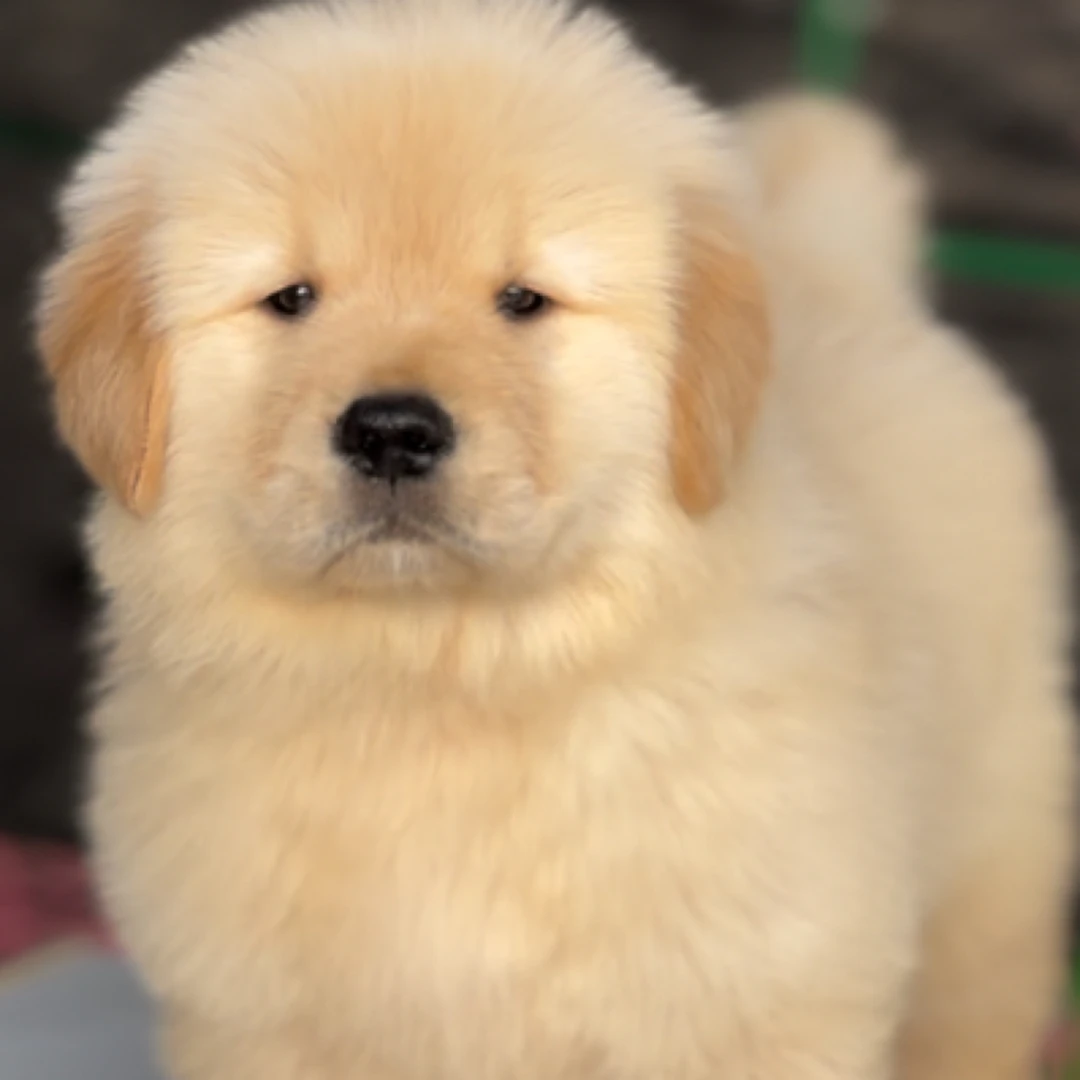 辉煌 宠物金毛活体链接