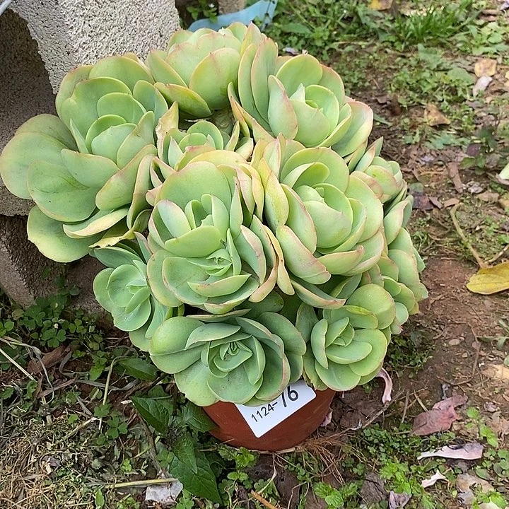 小七夕多肉碧桃76