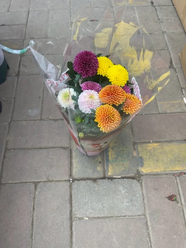 乒乓球绿植盆栽七彩龙珠阳台神器