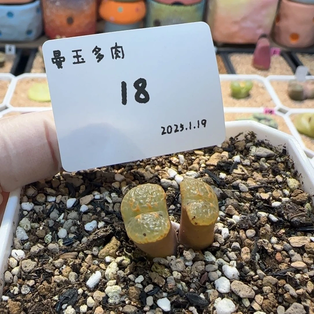 ?****里多肉多肉多肉1.19-018