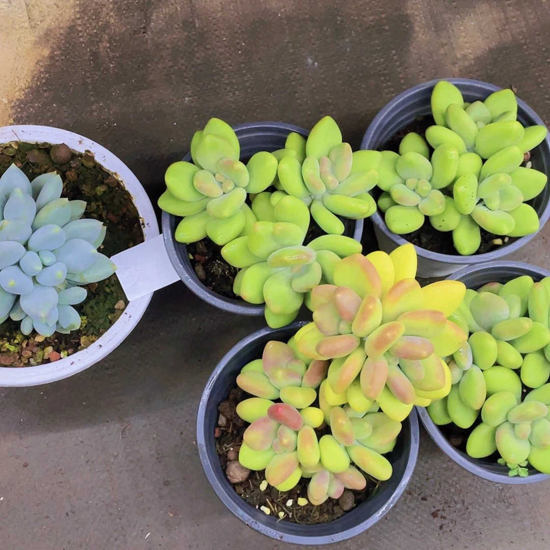 珍***茶珍珠姐的多肉链接的