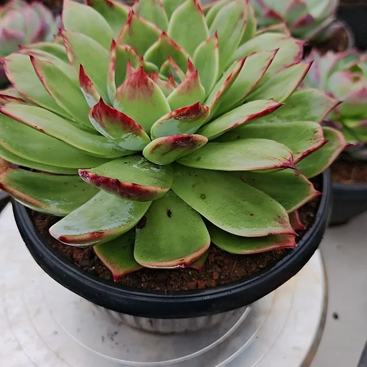 惊鸿仙子多肉植物34