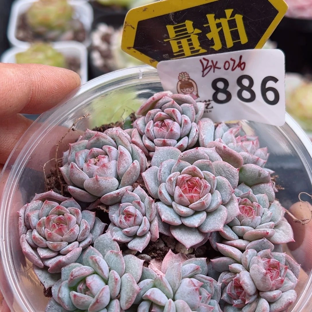 多肉植物多肉植物