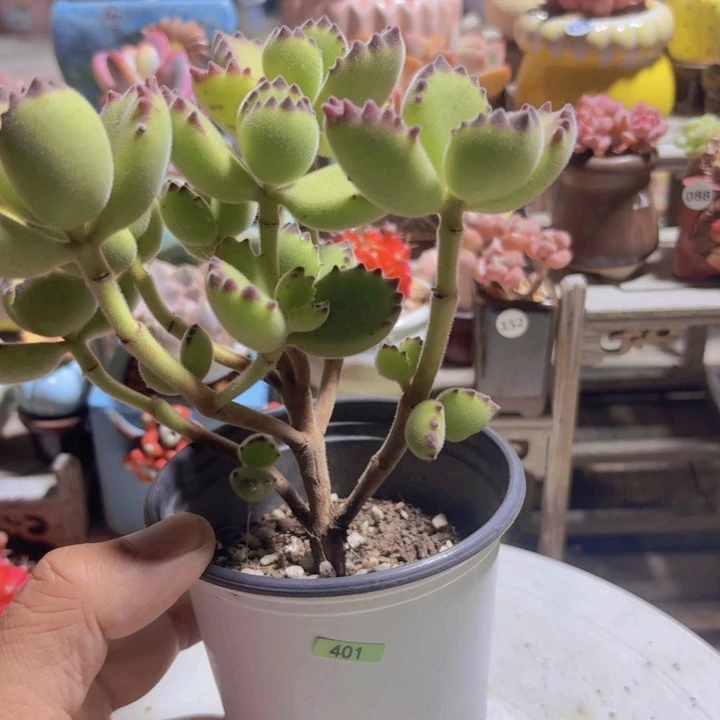 一物一拍编号401