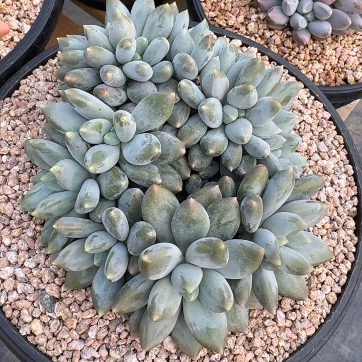 春***姐多肉植物哥特萝莉