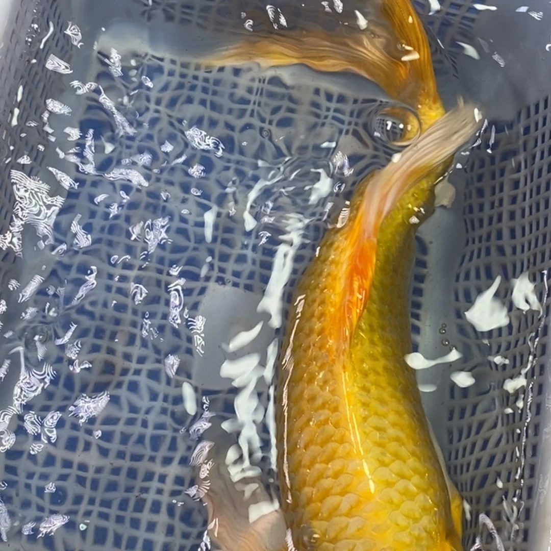 锦鲤冷水锦鲤包邮