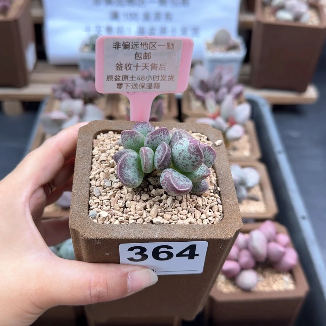364艾薇多肉植物