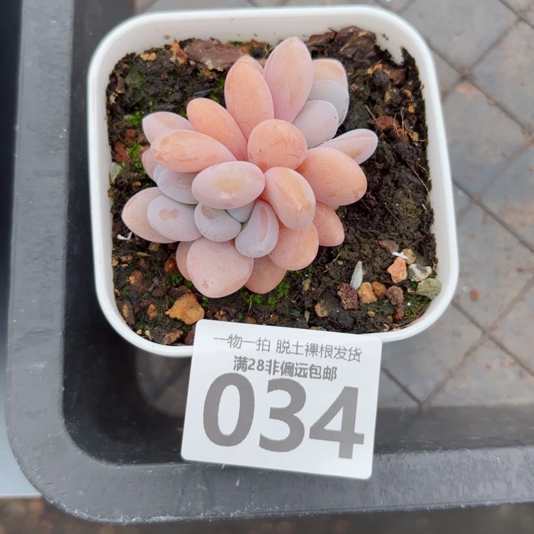粉兔缀化无盆土发货