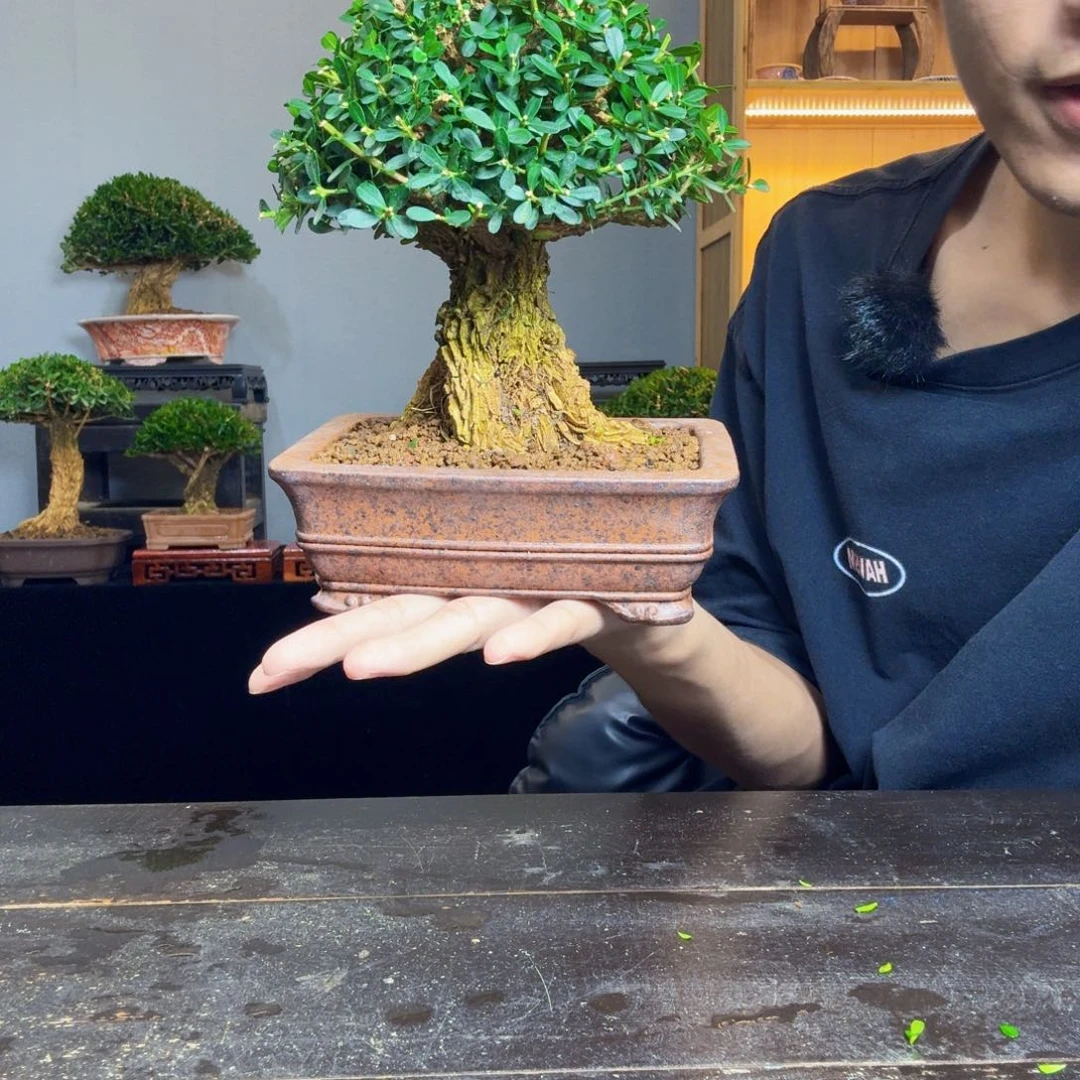 嘟***囔无花朵黄杨盆景一物一拍