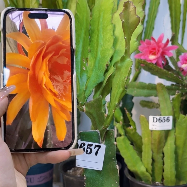 当前无花栽培后可以开花657