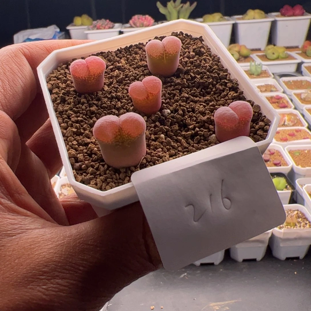 4.25红宝石风铃多肉植物216