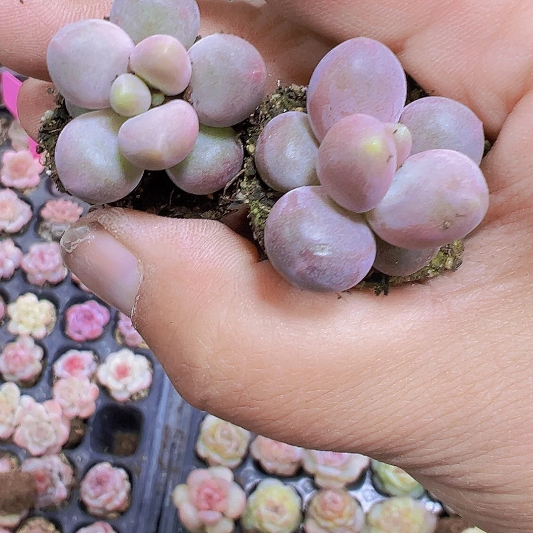 七彩豆奶4个19包邮