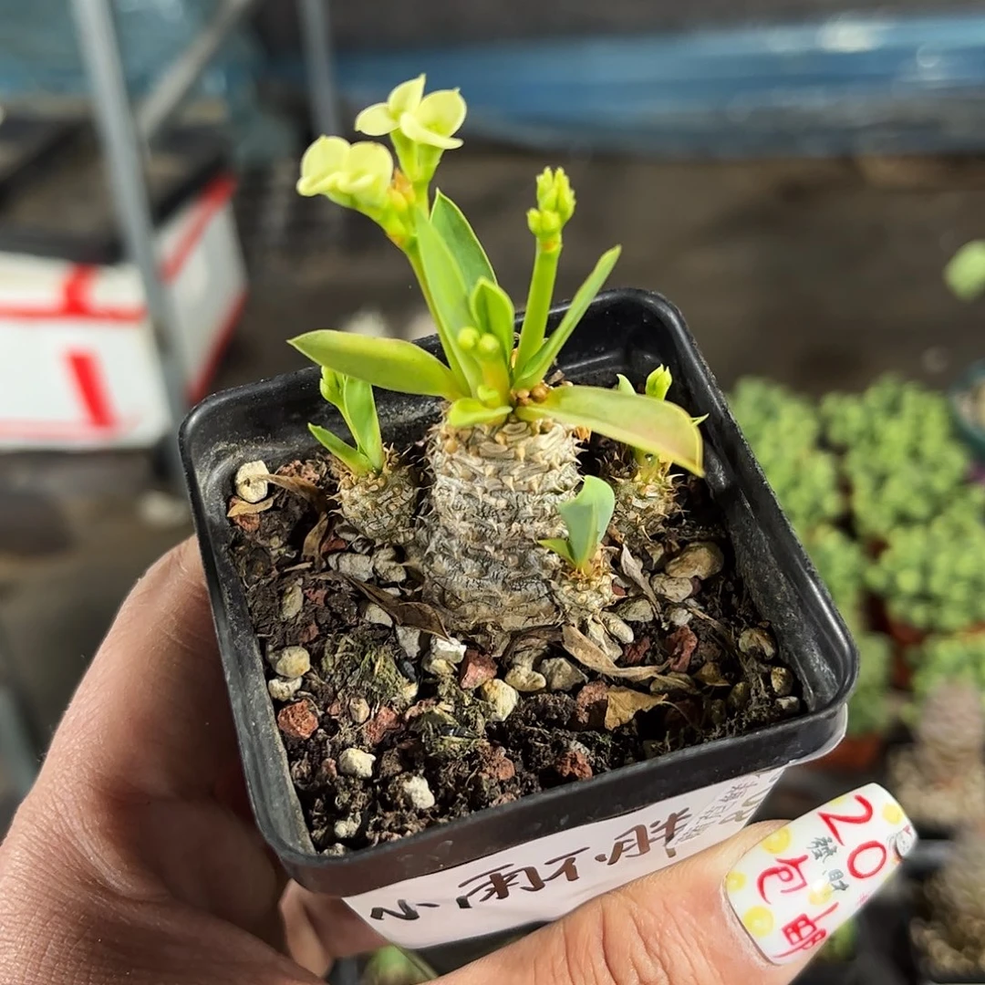 小**胖8087一物一拍单头发货