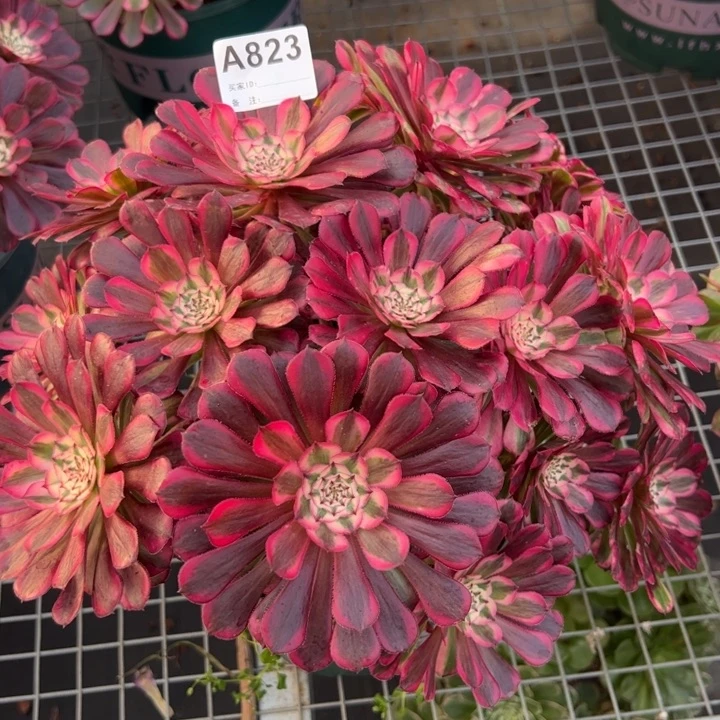 823红铜超白朵朵30厘米左右多肉