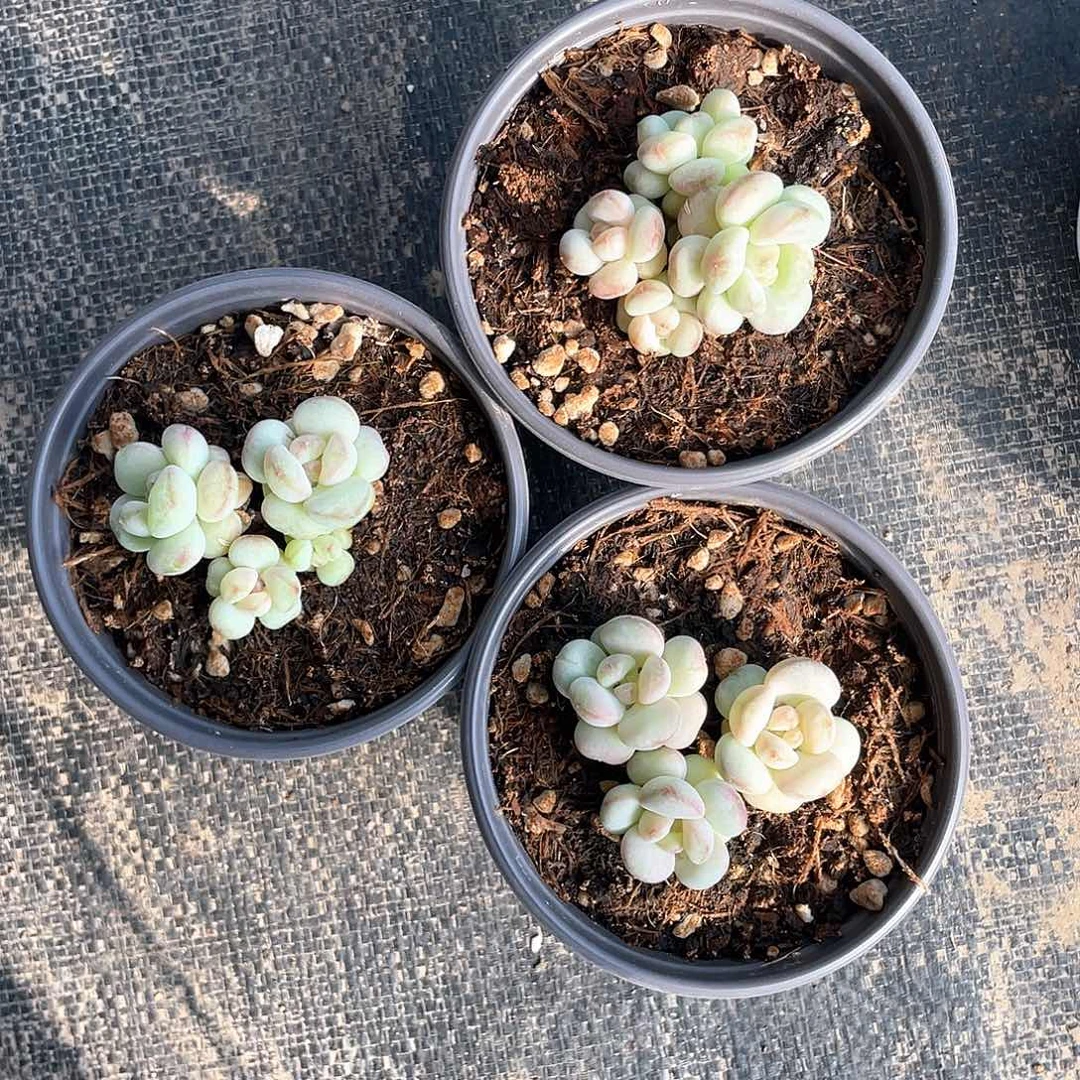 阳光玫瑰整群带盆发货