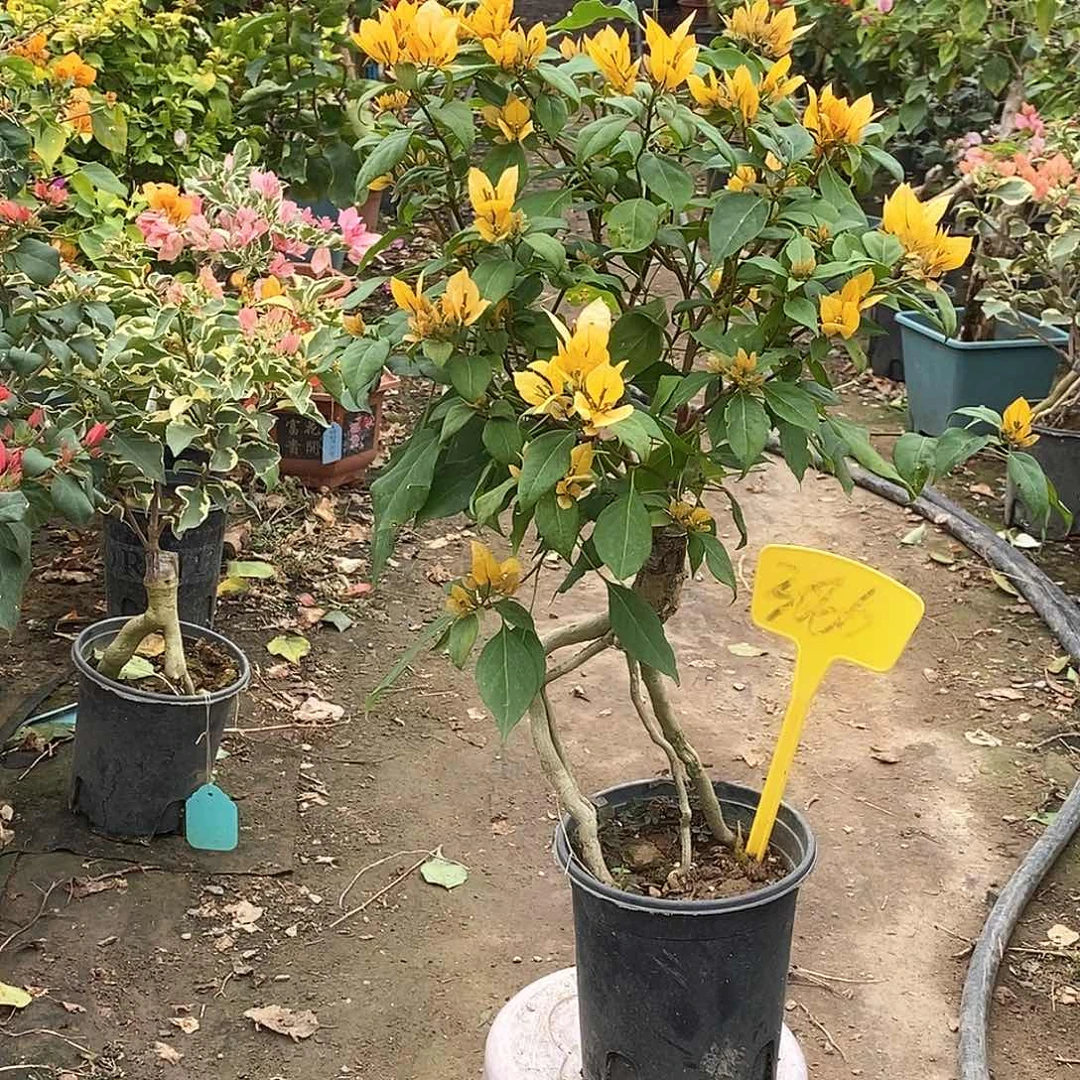 大部分开放少量花苞月朦胧3066