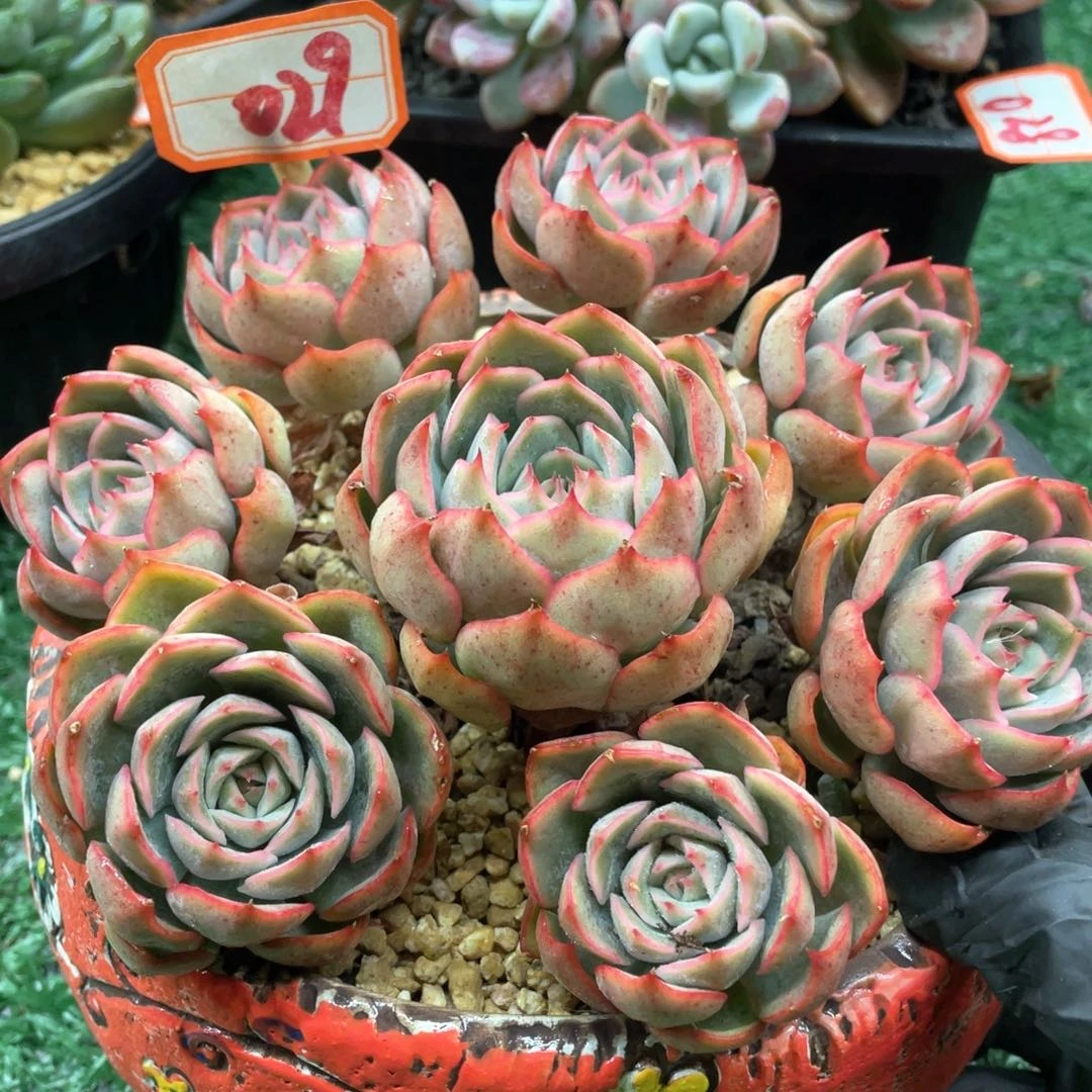 029 一物一拍28包邮非偏远