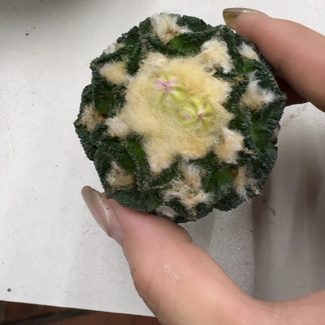 清***澈自根未开根辛顿牡丹