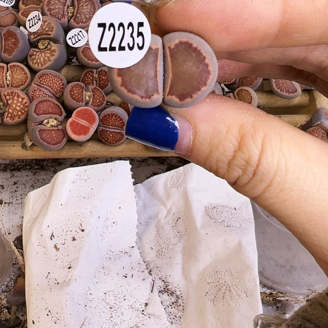 编号Z2235红窗菊！！！！！！