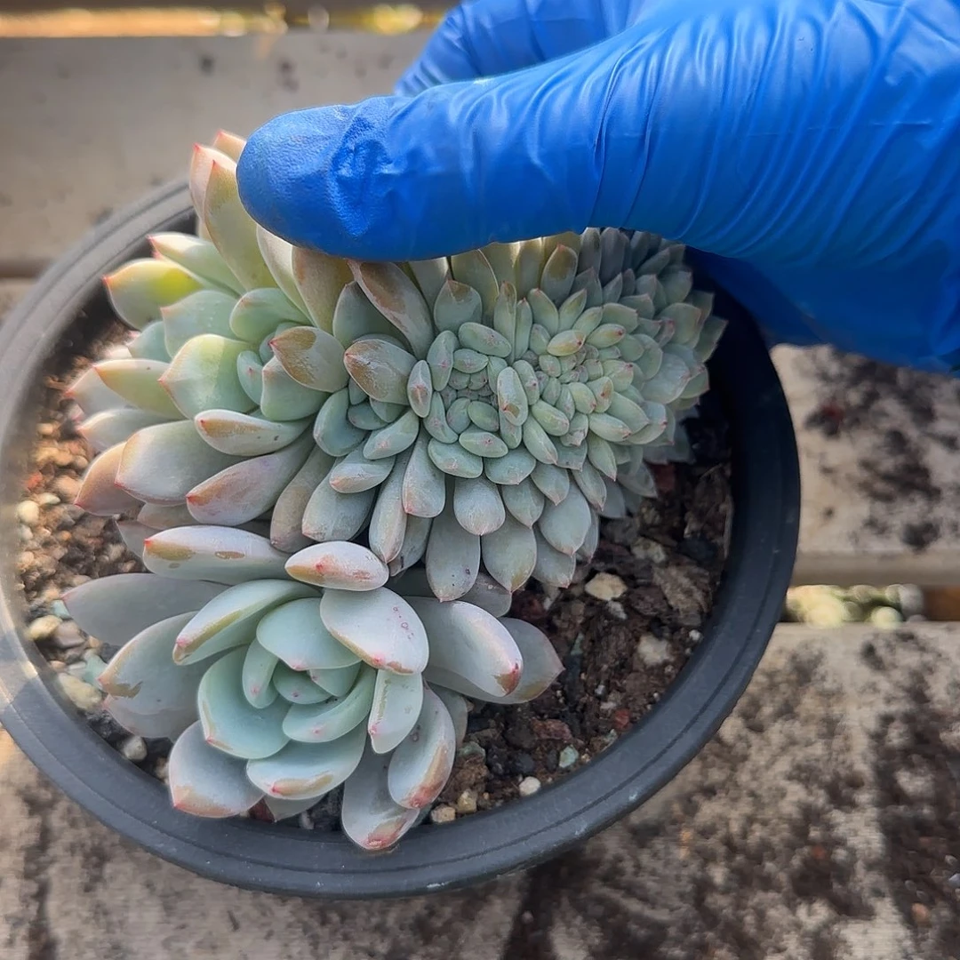 星影朵朵缀五十包邮
