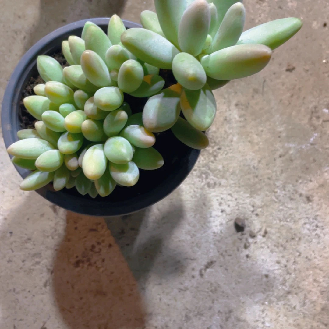 白兰地多肉植物一棵