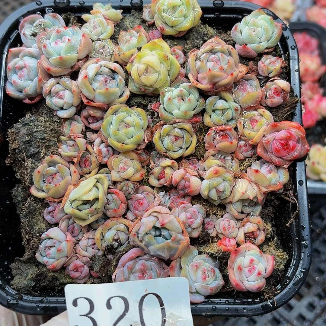 多肉植物多肉植物320