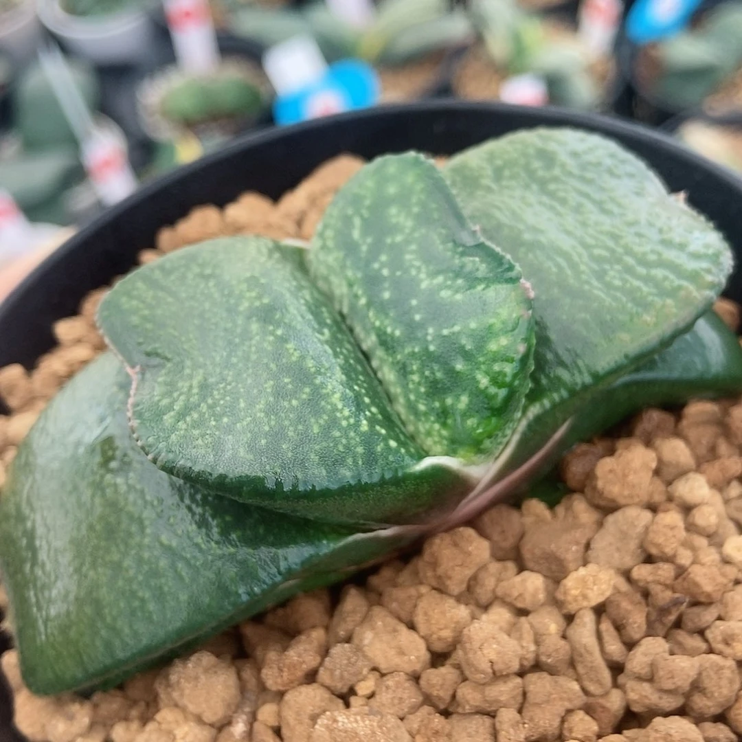 1125卧牛实生军配蝴蝶带盆发货