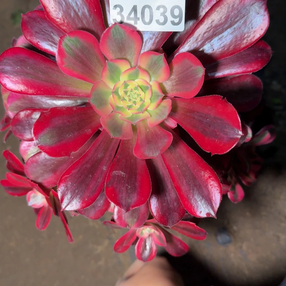 34039美杜莎多肉植物