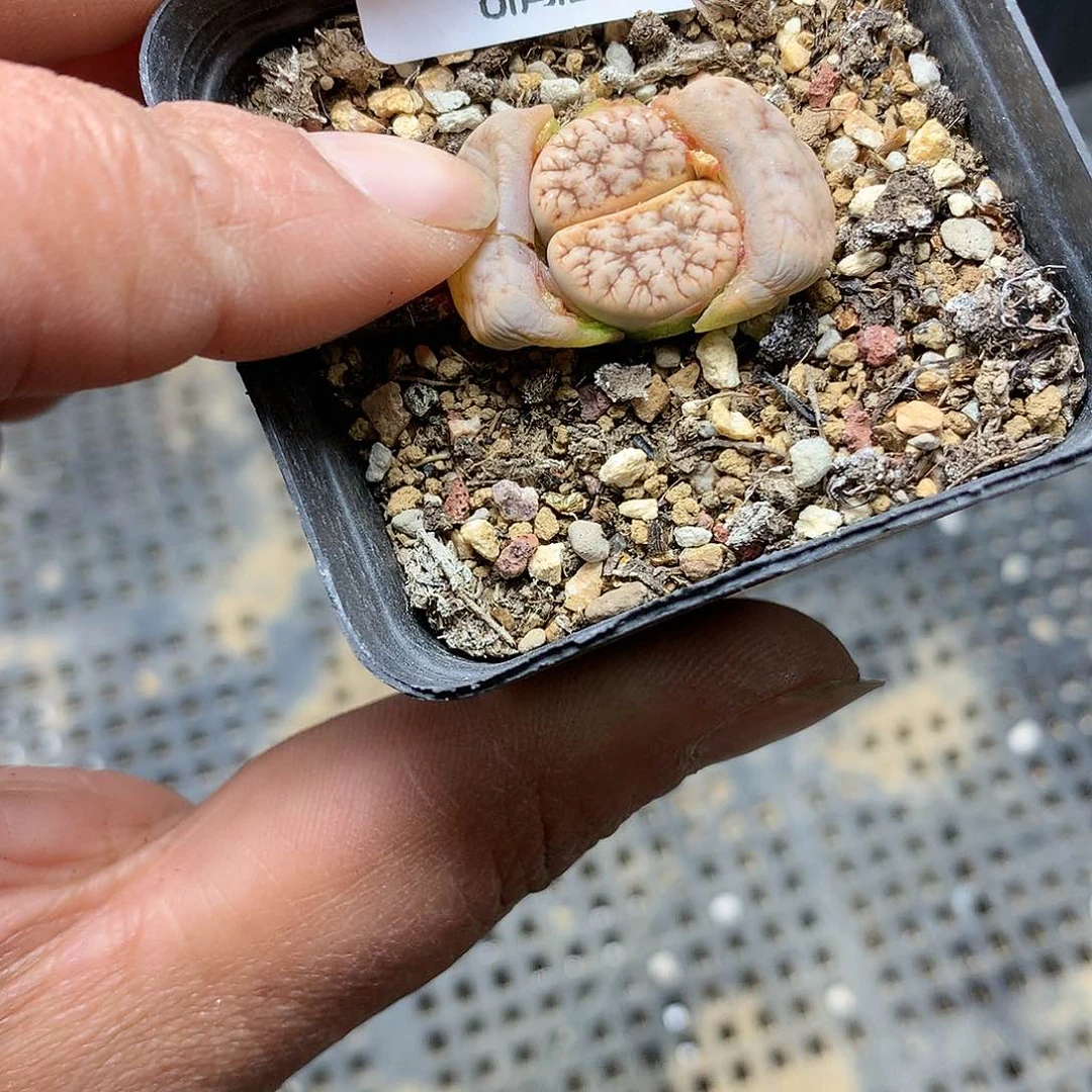 C61多肉植物保护研究所