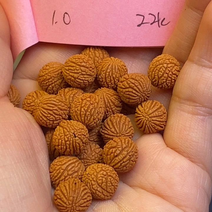 桃核吊坠秦岭龙纹桃核10尺寸