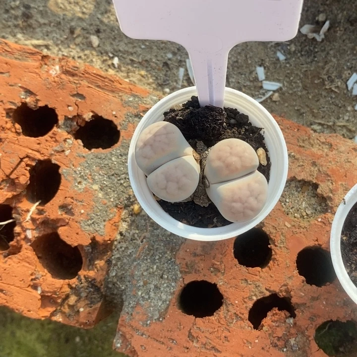 罗***麦生石花等植物的生长983