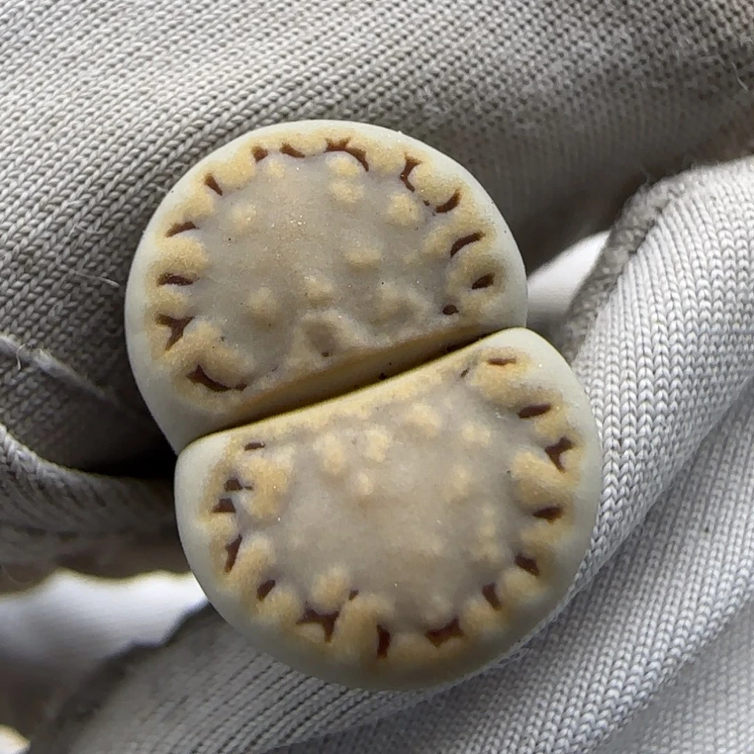 6.23。 216。9084。 。