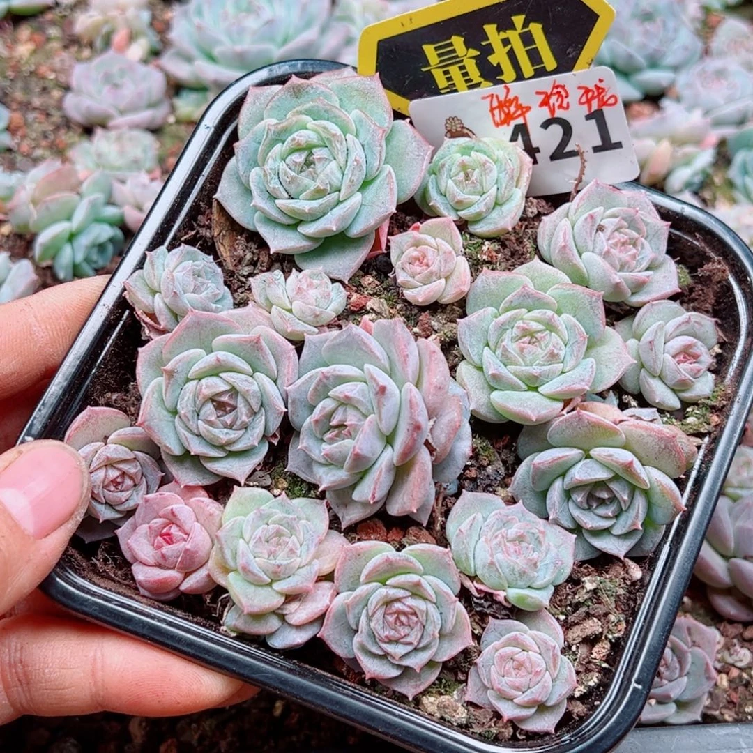 多肉植物多肉植物