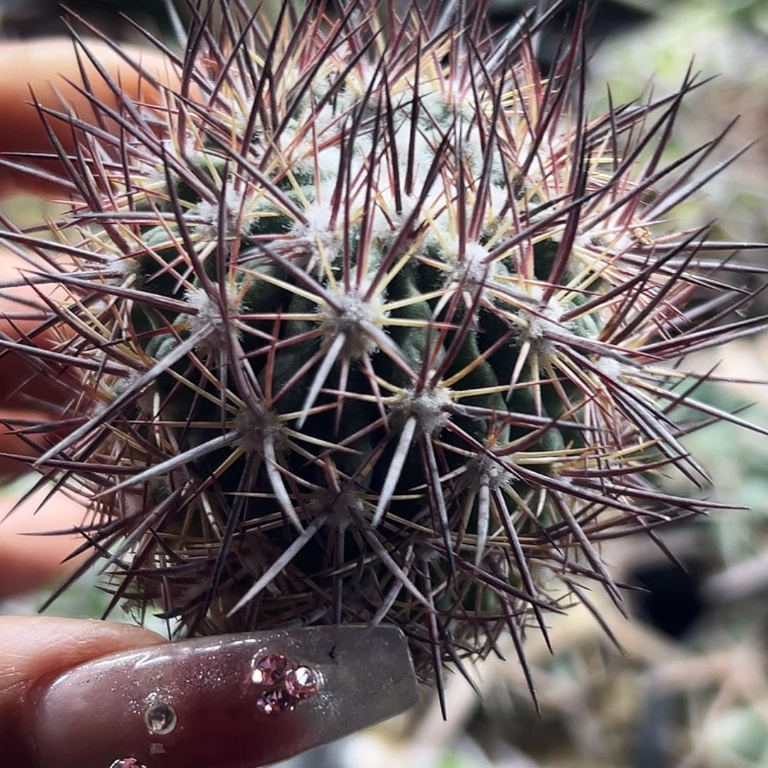 英冠仙人球66666666