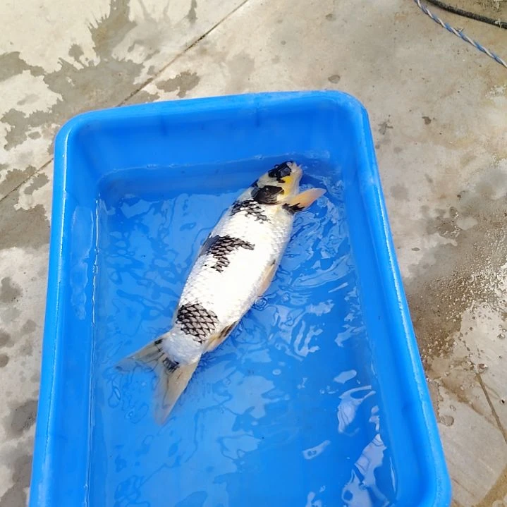 海水顺丰包邮开箱包活