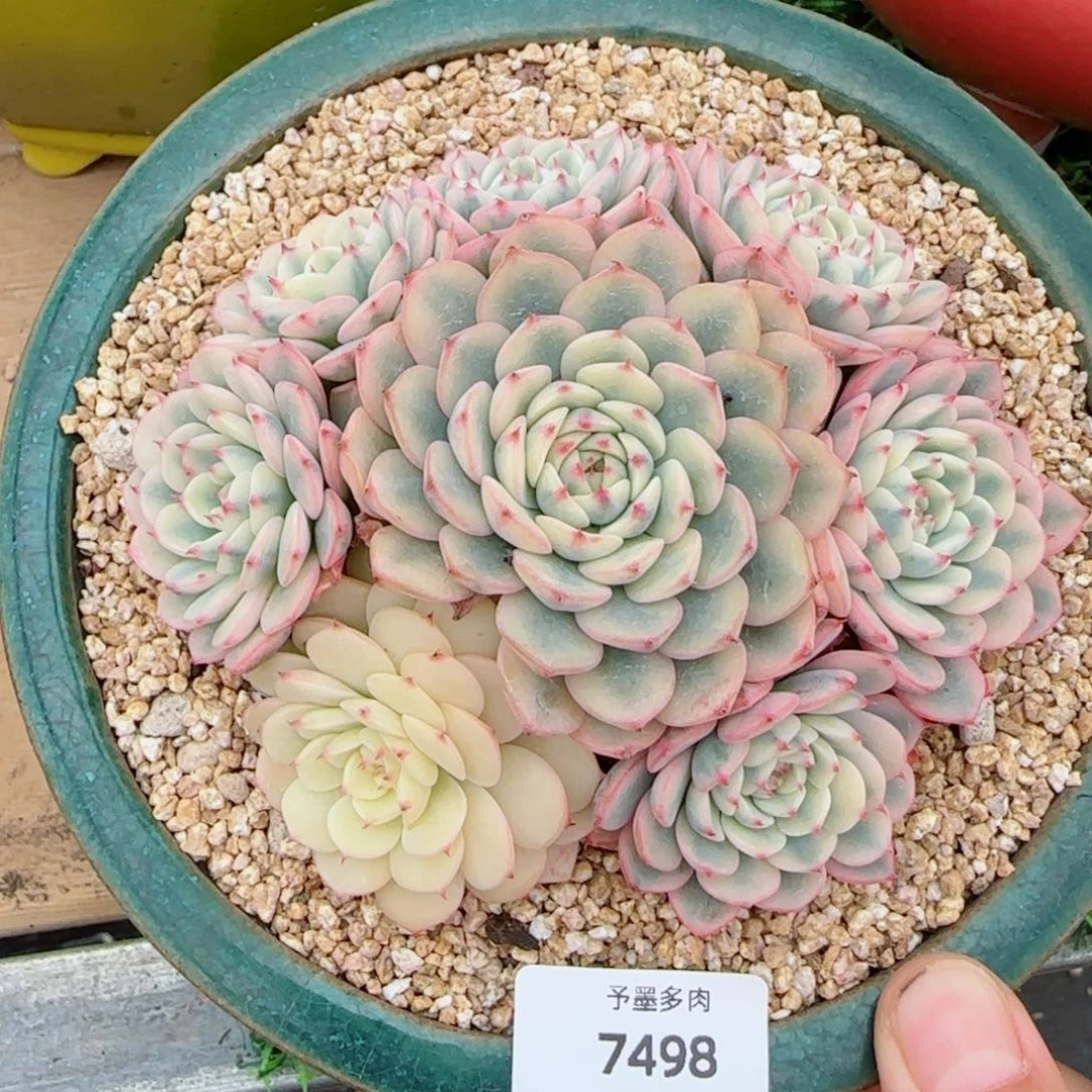 姬莲锦捧花，7498多肉植物
