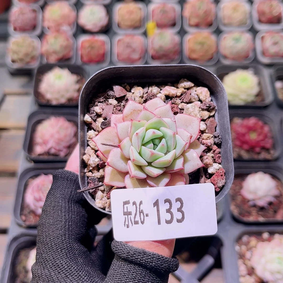 乐然26-133 翡翠船