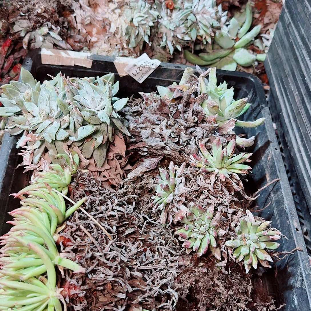 瑕疵框拍四颗随机发