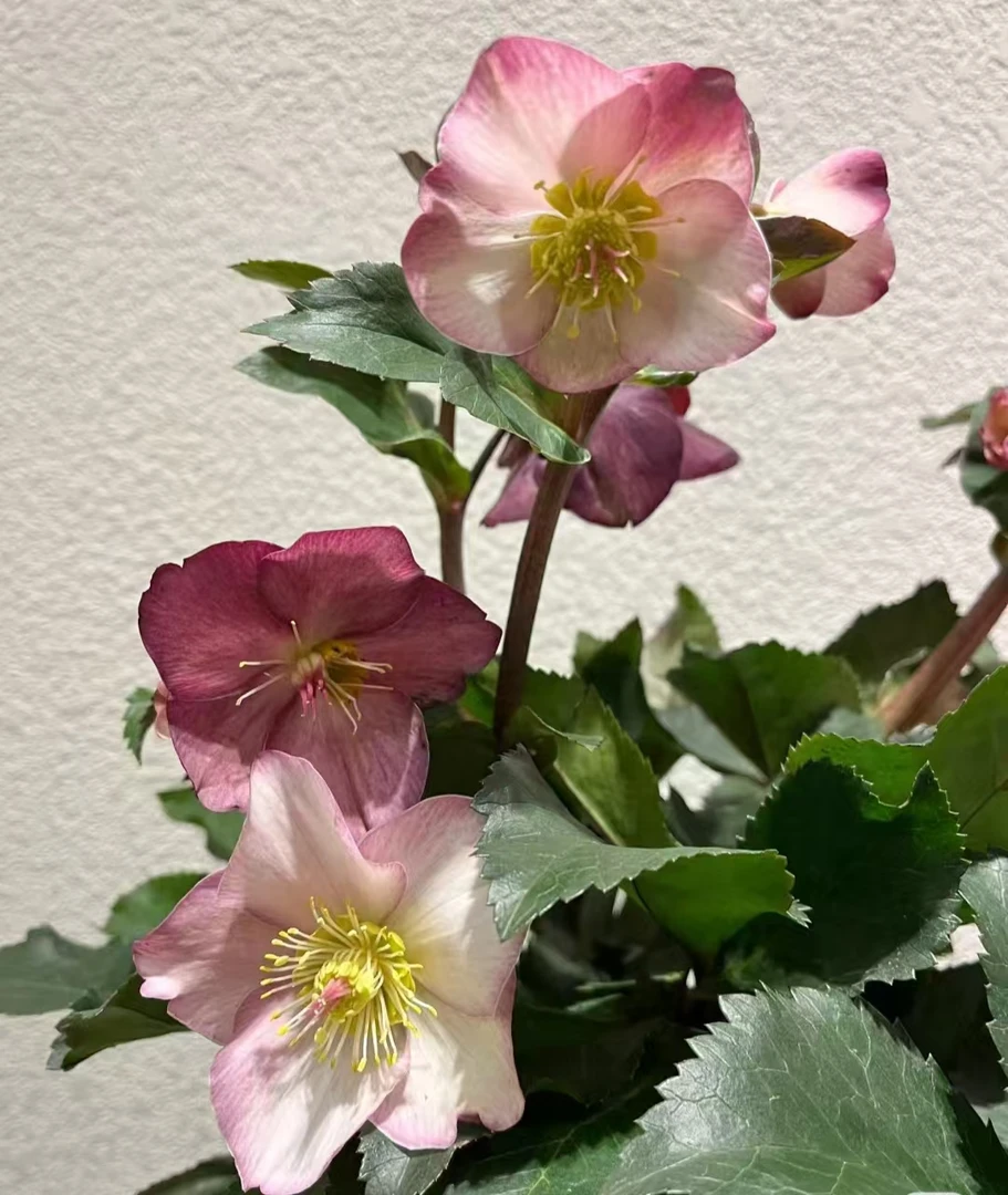 铁筷子蜜桃 1加仑冰雪玫瑰盆栽爆花耐寒阳台庭院 云南鲜花绿植