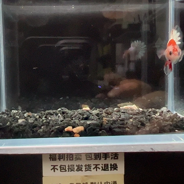 斗鱼竞拍跑单拉黑26日133