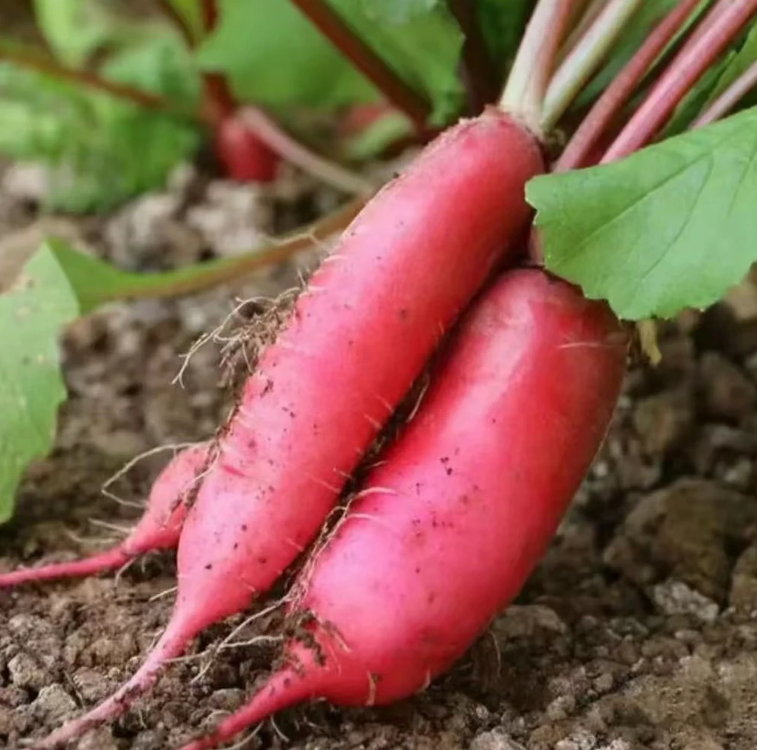 甜脆粉水果萝卜种子水果萝卜肉高糖甜脆萝卜