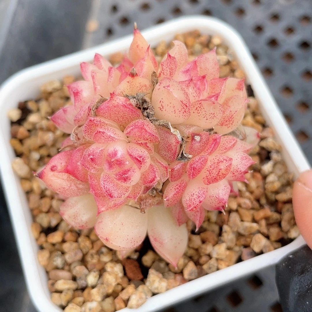 优选麦秆福利8861