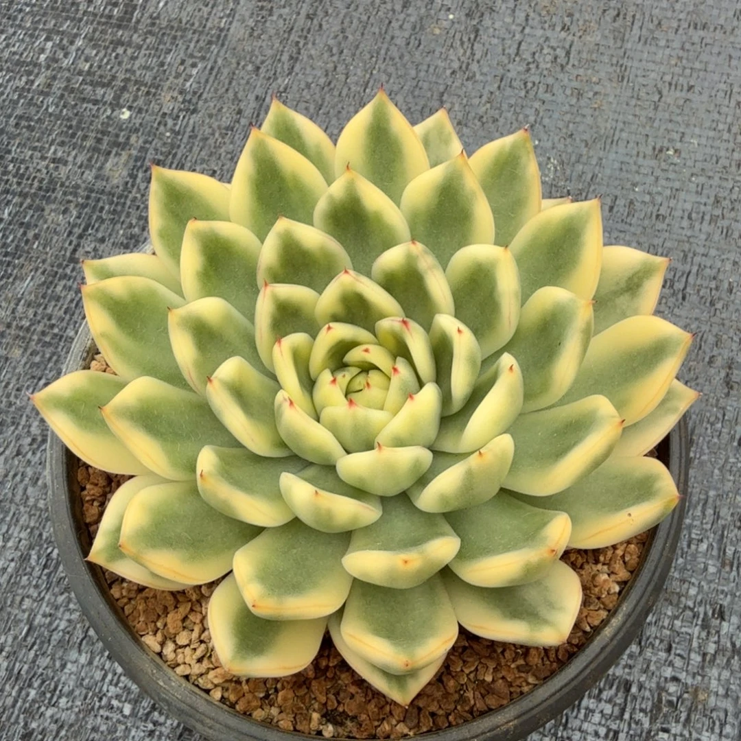 阿斯纳锦锦上园艺一物一拍