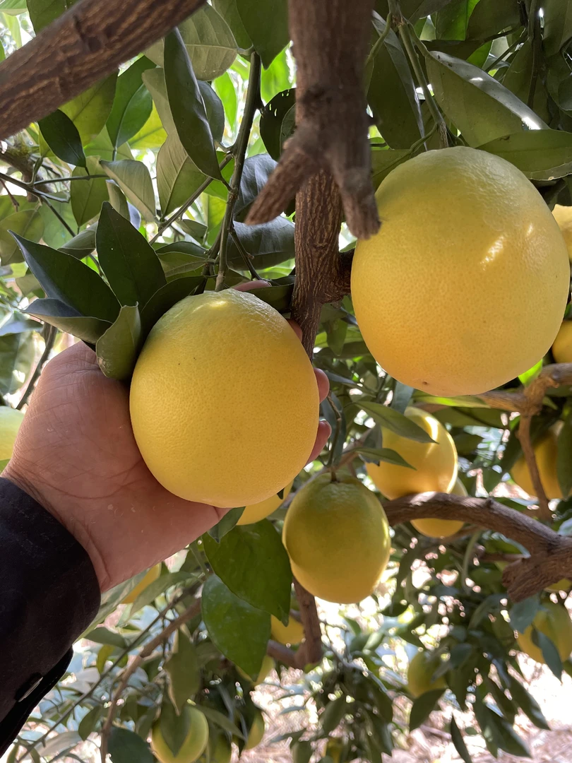 【中果5斤70mm江西赣州正宗赣南脐橙】（超值试吃体验橙子装）